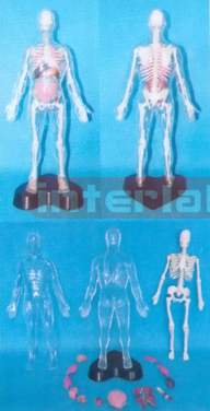 35 CM TALL, TRANSPARENT AND DISSECTABLE HUMAN BODY WITH SKELETON AND ORGANS OF HEAD TRUNK